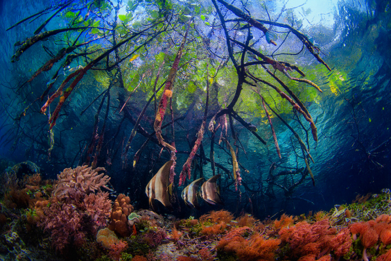 水下美景。（相片來源: Beth Watson (2016世界海洋日攝影比賽主題攝影得獎者)）